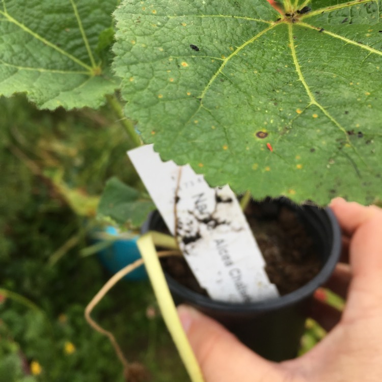 Plant image Alcea rosea 'Chater's Double Group Icicle'