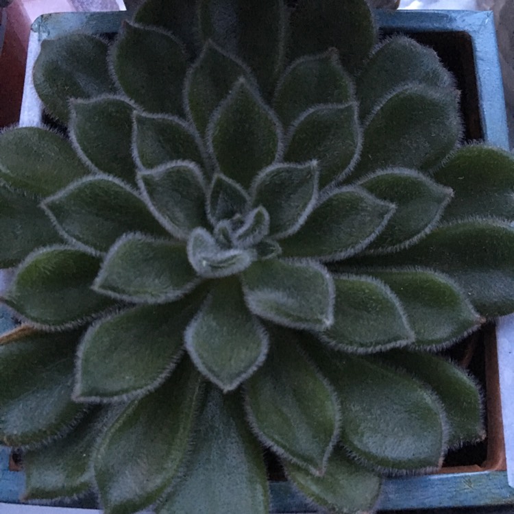 Plant image Echeveria Doris Taylor