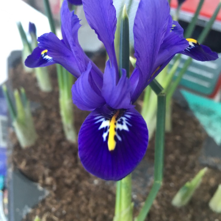 Plant image Iris 'Pixie' syn. Iris reticulata 'Pixie'