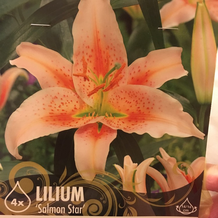 Plant image Lilium 'Salmon Star'