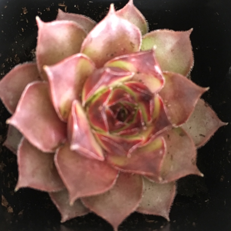 Plant image Sempervivum Carmen