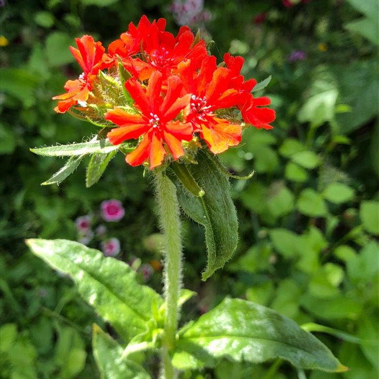 Plant image Lychnis chalcedonica