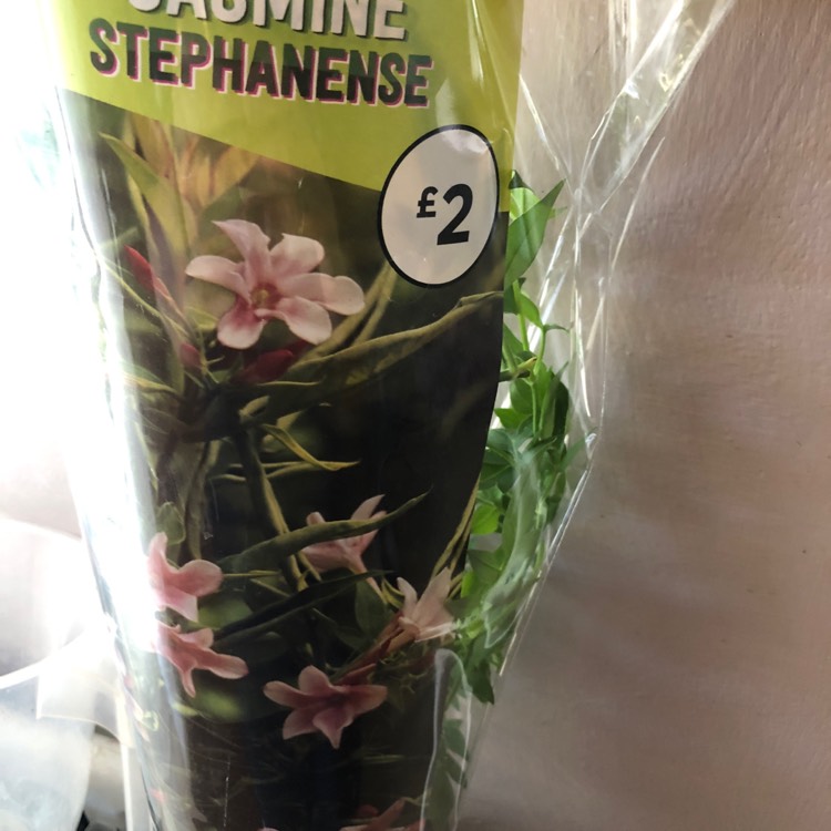 Plant image Jasminum x stephanense