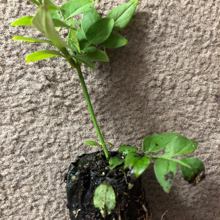 Plant image Jasminum officinale 'Clotted Cream' Syn. 'Devon Cream'