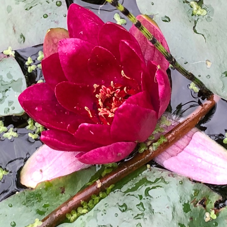 Plant image Nymphaea 'Xiafei'