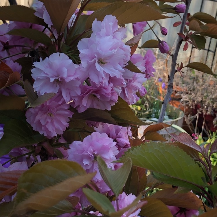 Plant image Prunus 'Kanzan'