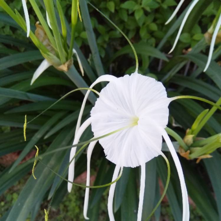 Plant image Hymenocallis acutifolia syn. Hymenocallis littoralis var. acutifolia