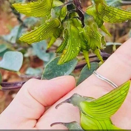 Plant image Crotalaria Cunninghamii