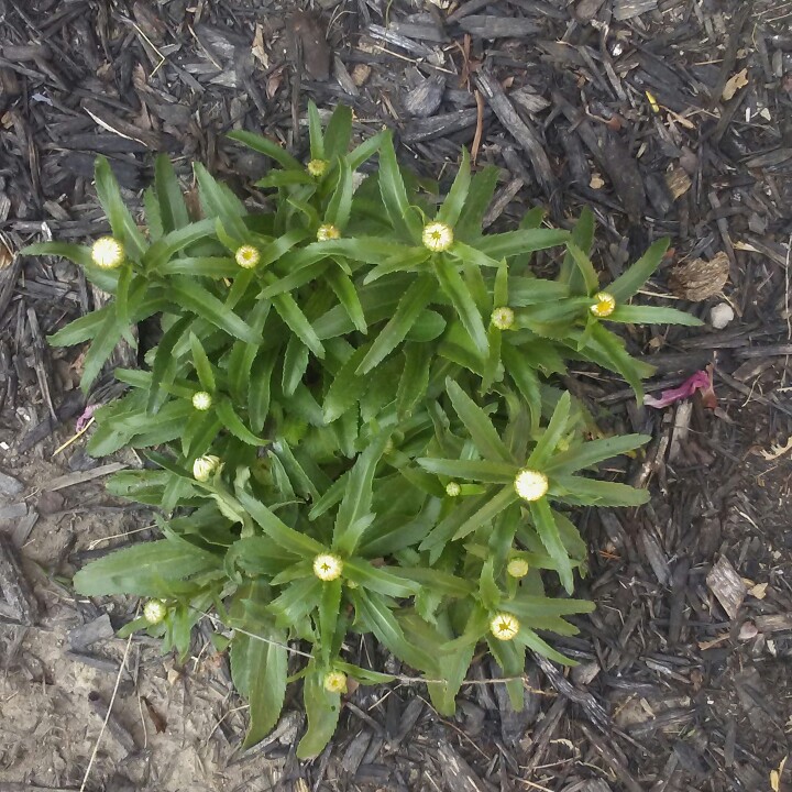 Plant image Leucanthemopsis alpina