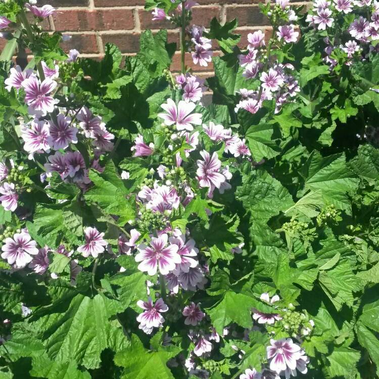 Plant image Malva sylvestris