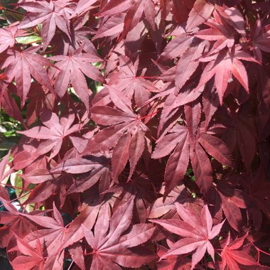 Japanese Maple