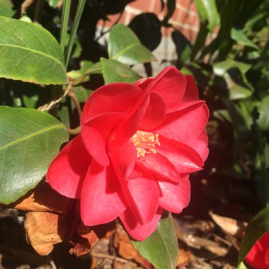 Camellia