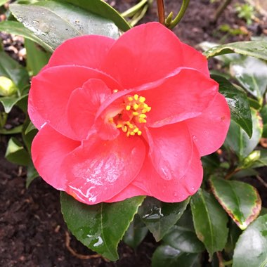 Camellia