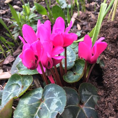 Cyclamen (Hardy)