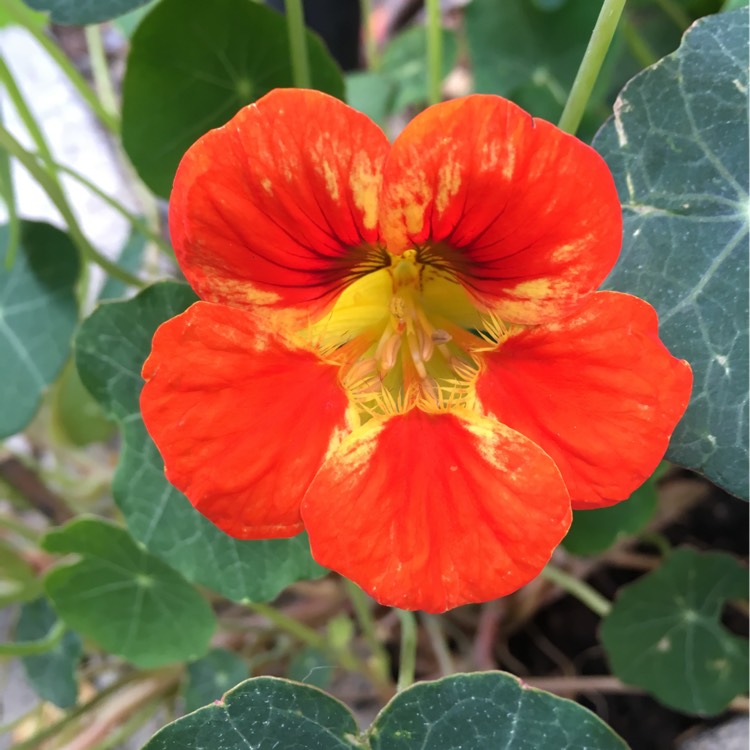 Plant image Tropaeolum majus 'Cream Troika'