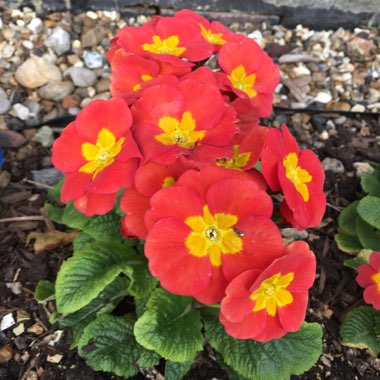 Primula