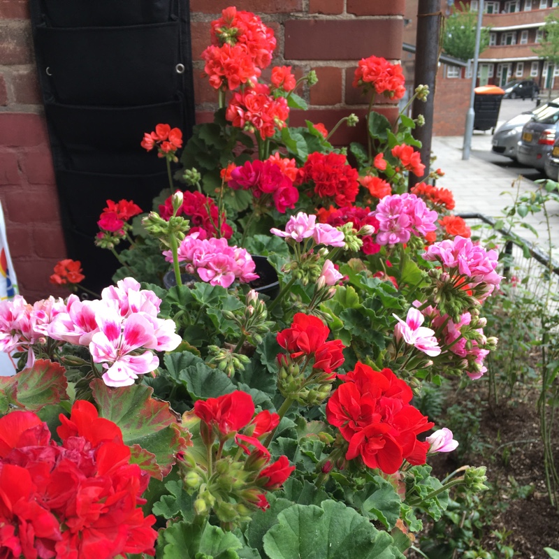 Plant image Pelargonium 'Savannah Hot Pink Sizzle' (Savannah Series)