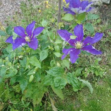 Durand's Clematis