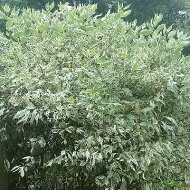 Japanese Dogwood 'Samaritan'