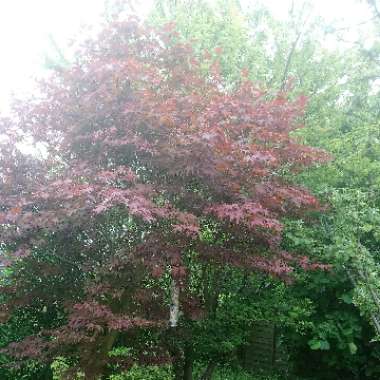 Japanese Maple