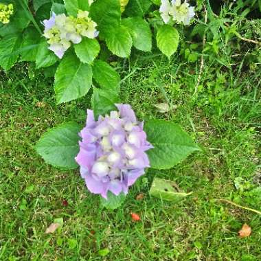 Hydrangea