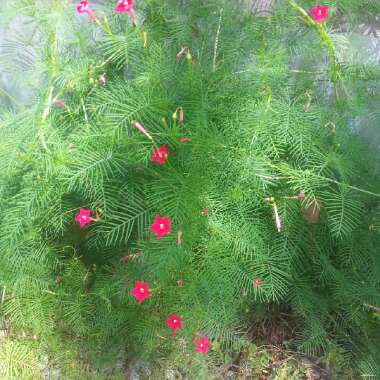 Cypress Vine