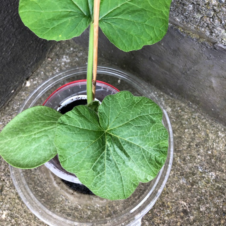 Plant image Cucurbita Maxima 'Uchiki Kuri'