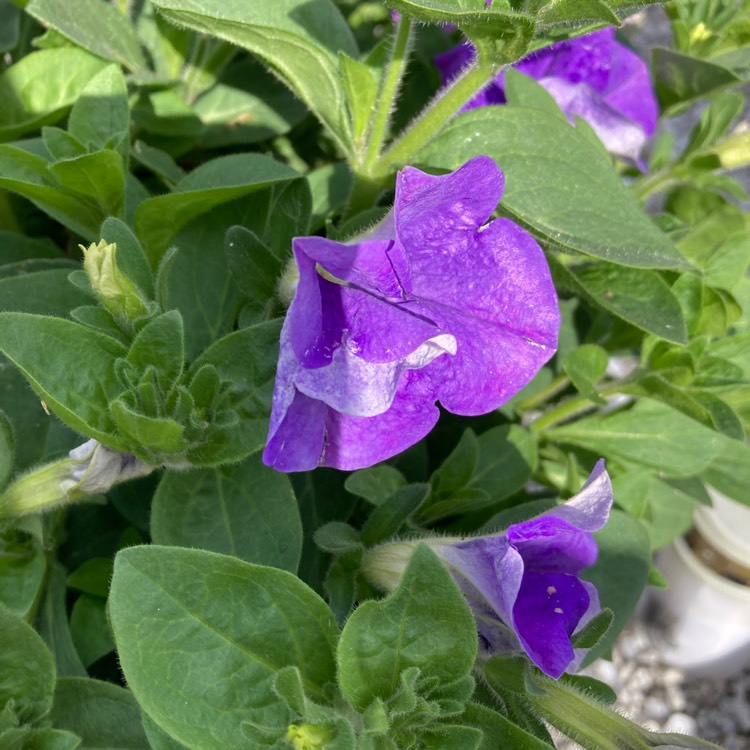 Plant image Petunia 'Kerjul' (Tumbelina Series) syn. Petunia 'Julia'