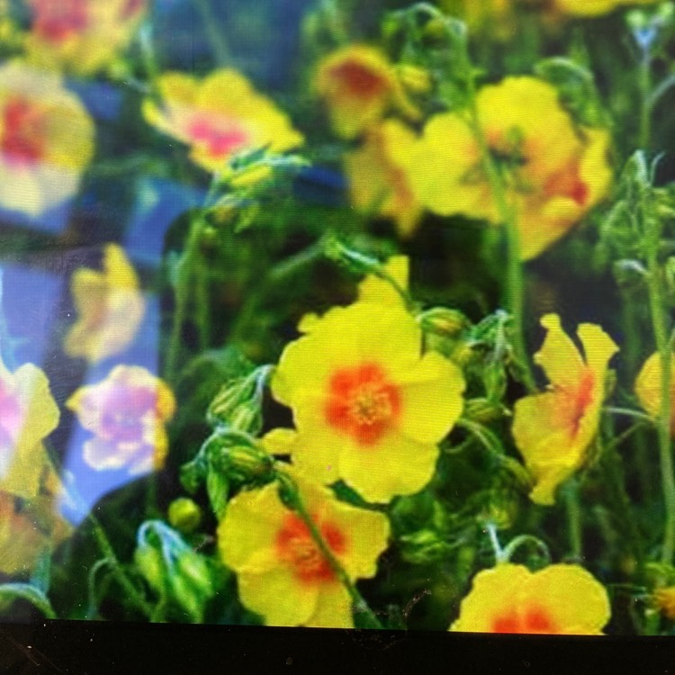 Plant image Helianthemum 'Ben Fhada'