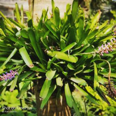 Aechmea cylindrata 'Blue Cone'