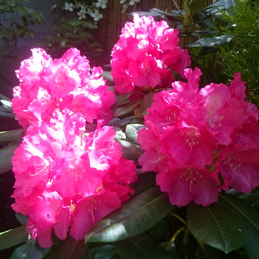 Rhododendron