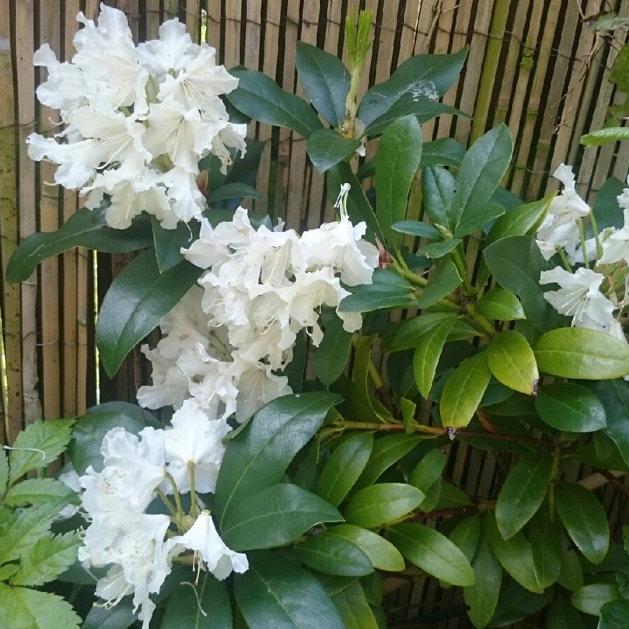 Rhododendron 'White swan'