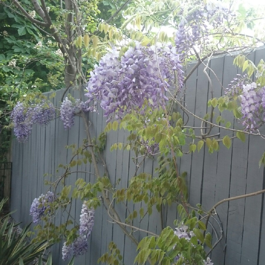 Japanese Wisteria