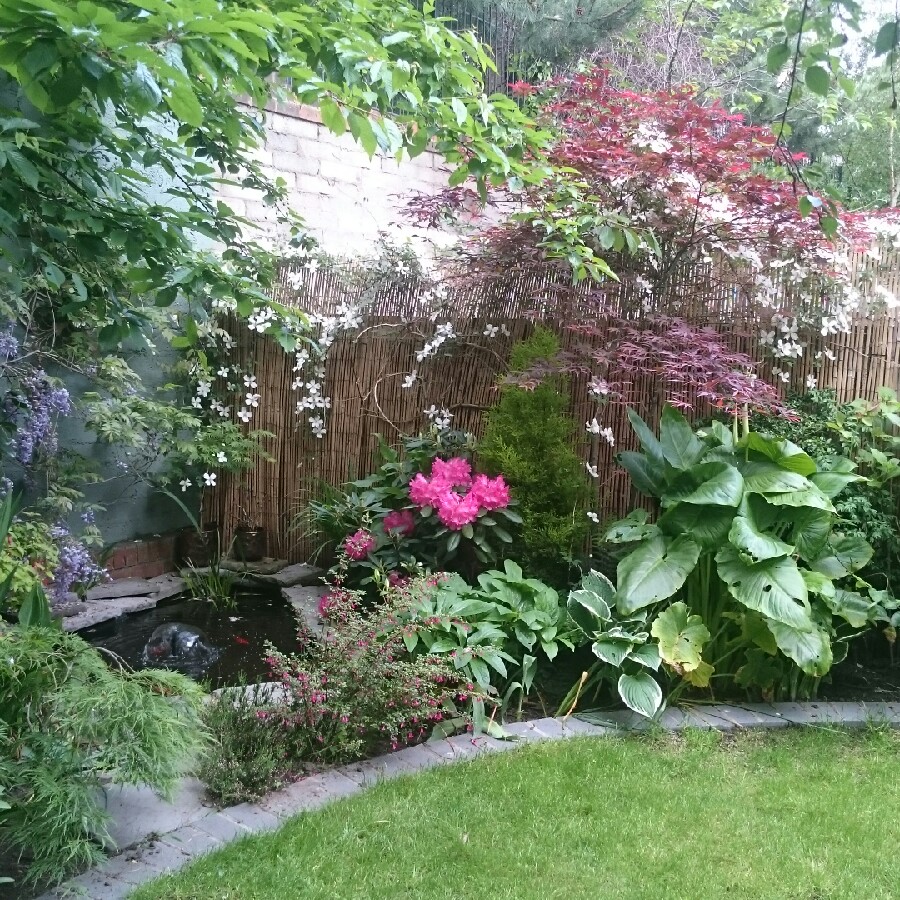 Ray's garden