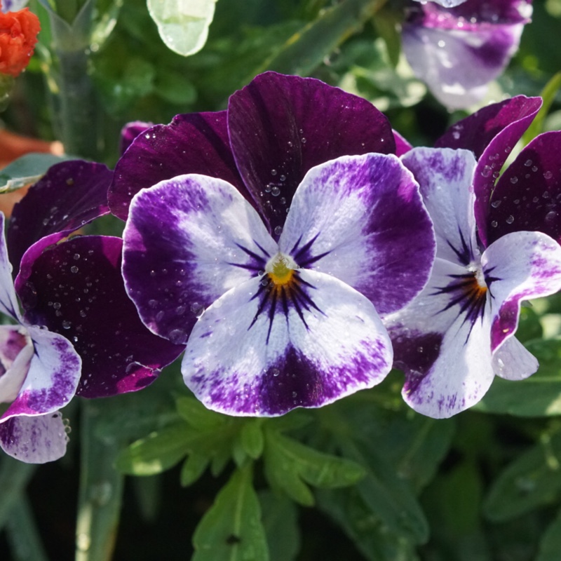 Plant image Viola cornuta 'Rocky Mickey'