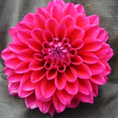 Dahlia