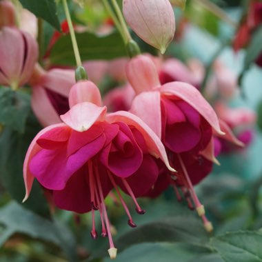 Fuchsia 'Celia Smedley'