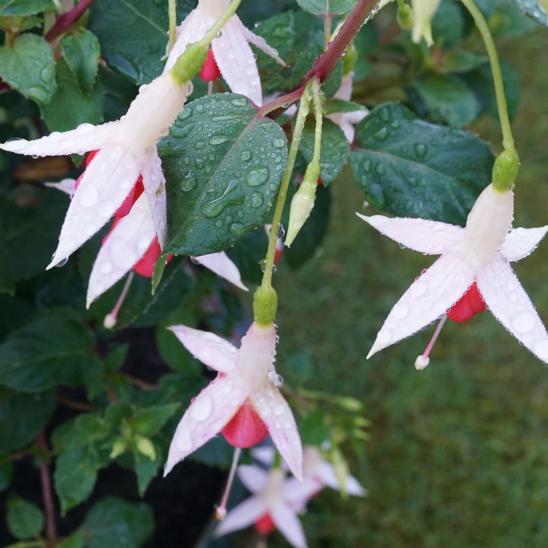 Plant image Fuchsia 'Lyes Unique'