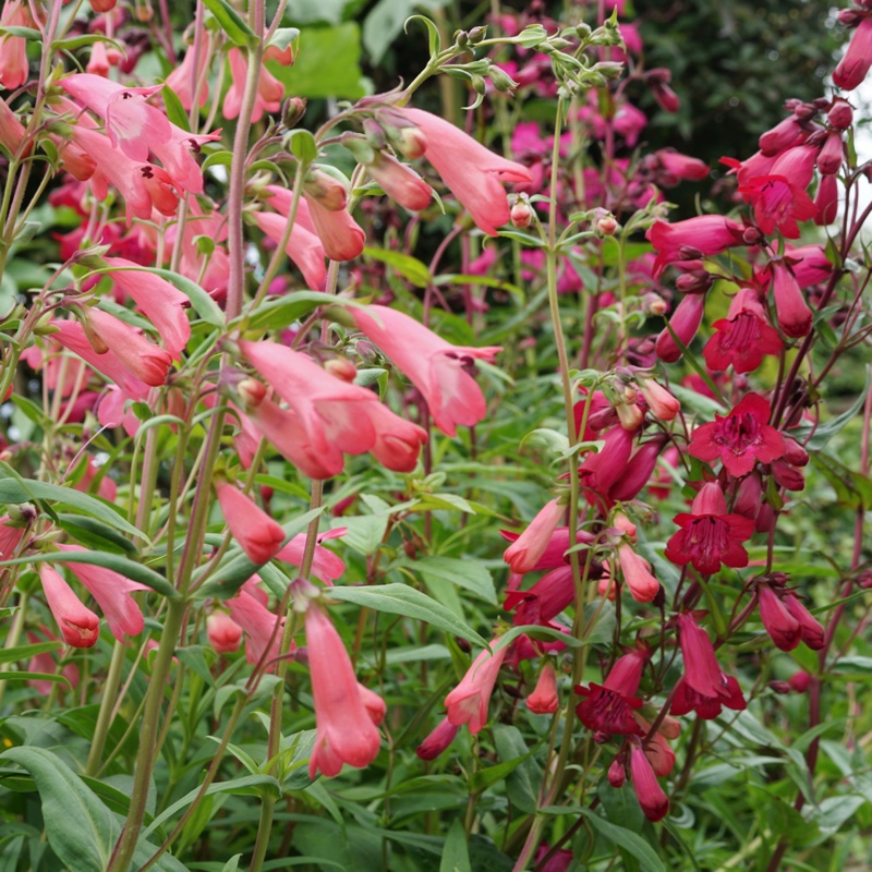 Plant image Penstemon phoenix 'Appleblossom'