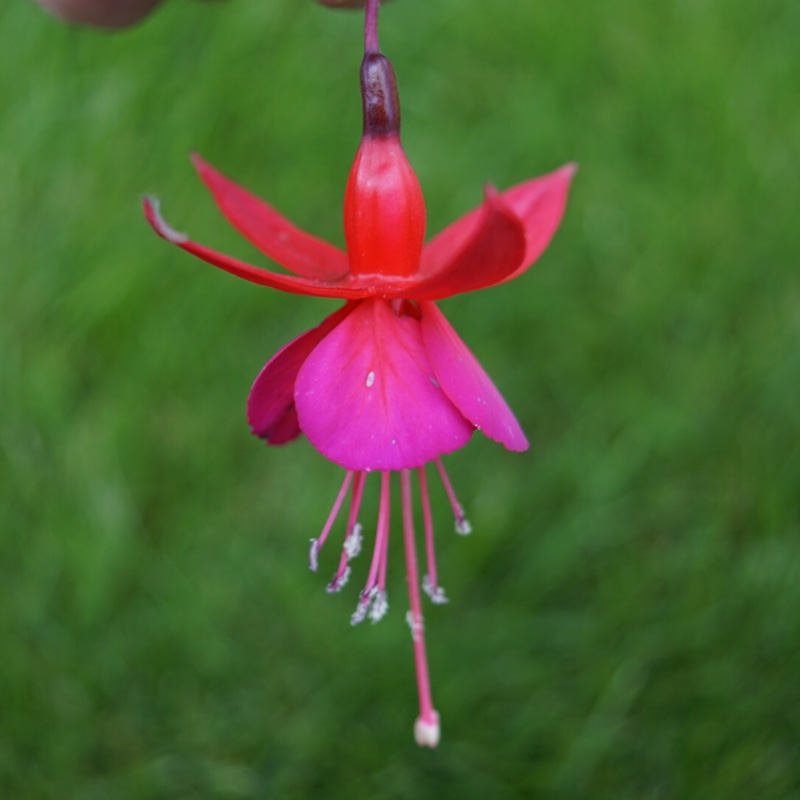 Plant image Fuchsia 'Beacon'