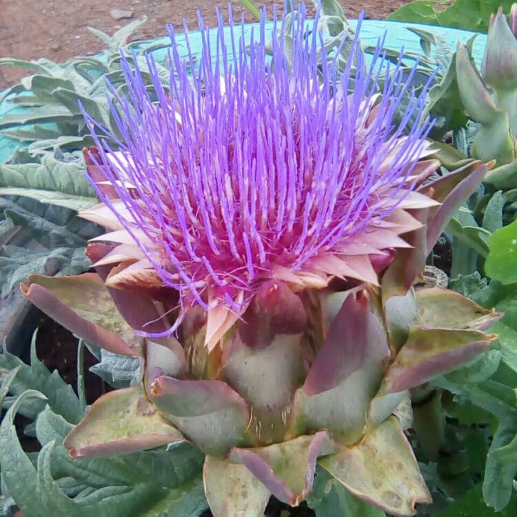 Plant image Cynara Scolymus 'Herrgårds'