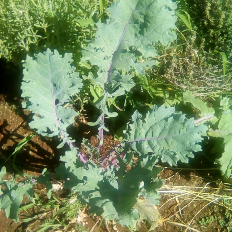 Plant image Brassica oleracea (Acephala Group) 'Red Russian'