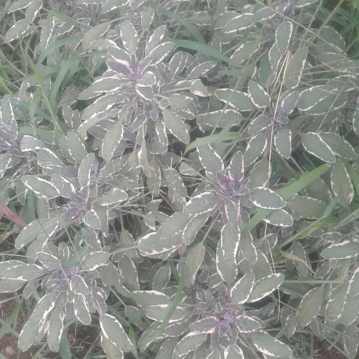 Plant image Salvia officinalis 'Tricolor'