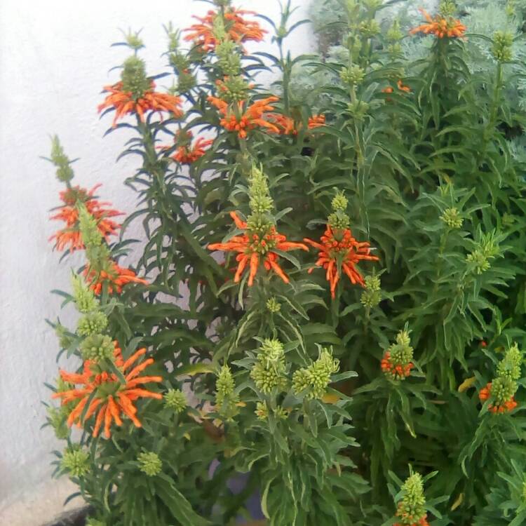 Plant image Leonotis leonurus