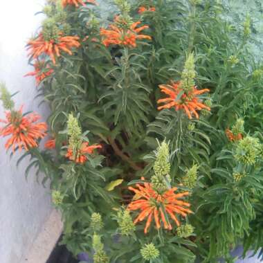 Leonotis leonurus