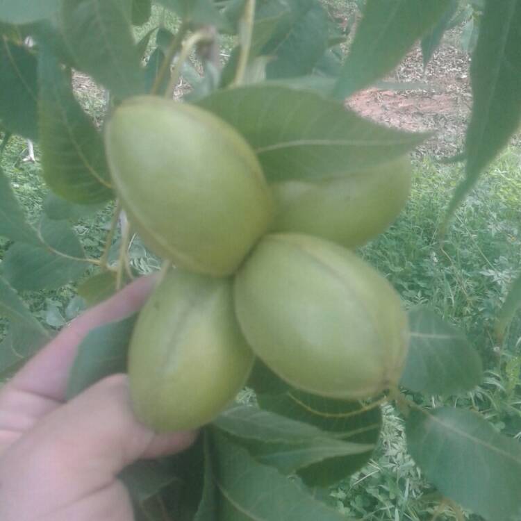 Plant image Carya Illinoinensis 'Desirable'