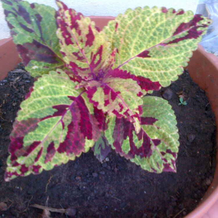 Plant image Plectranthus scutellarioides 'Scatter Splatter'