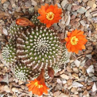 Rebutia arenacea syn. Sulcorebutia arenacea