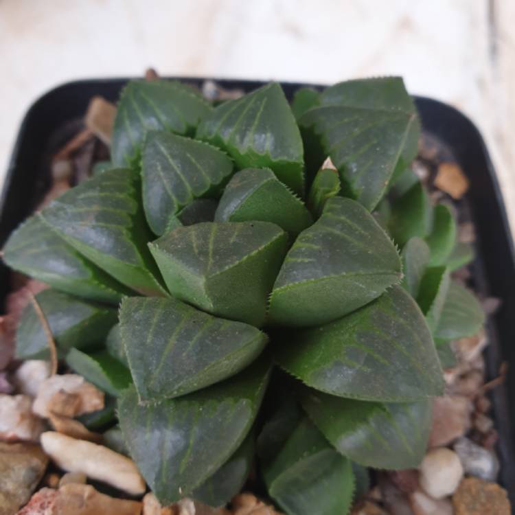 Plant image Haworthia retusa 'Atlas Giant'