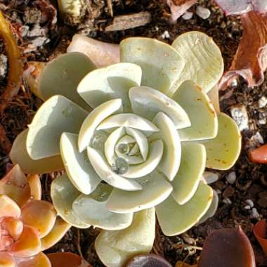 Echeveria Holy Gate